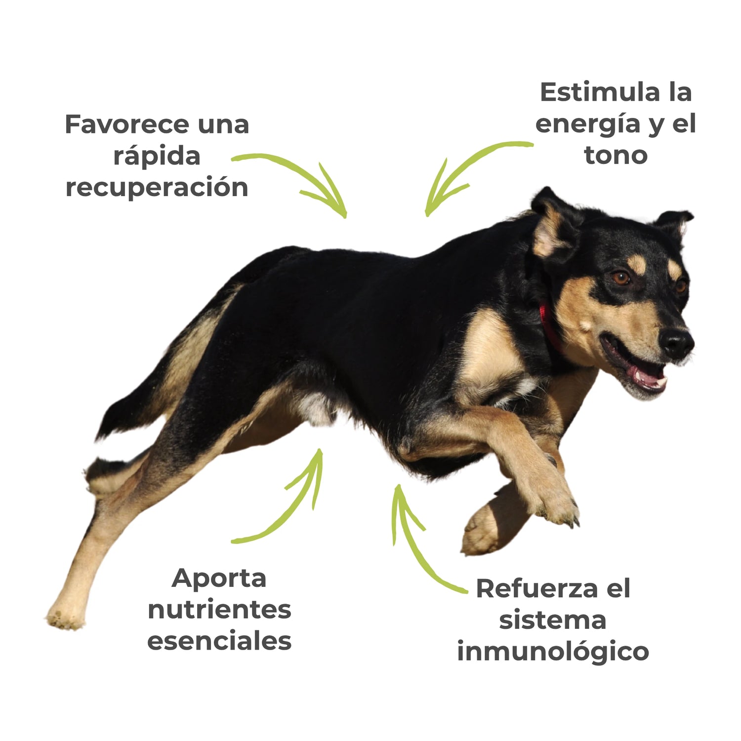 Efectos del suplemento Energía y Vitalidad en perros – Recuperación rápida y tono físico reforzado