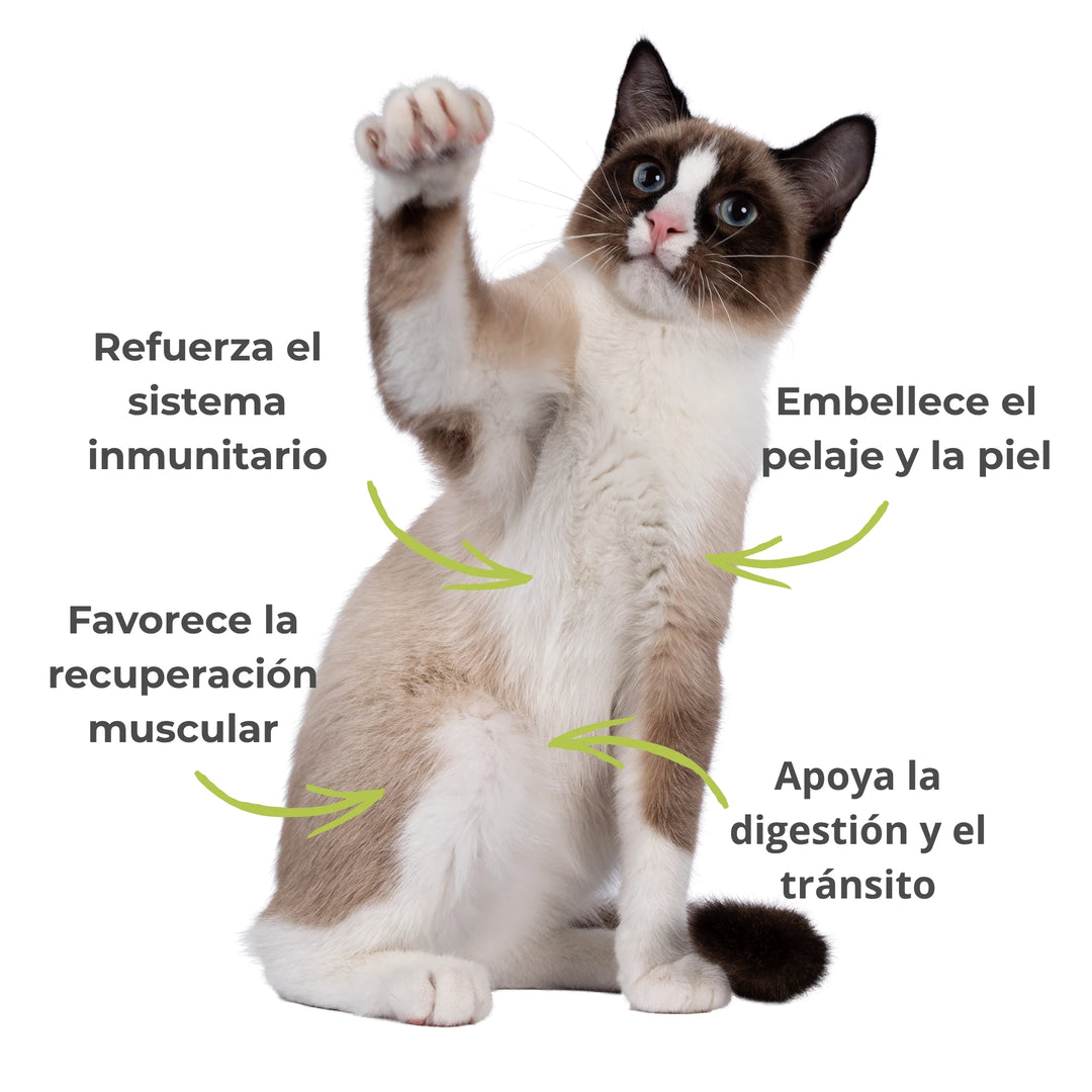 Efectos visibles del suplemento Espirulina – Inmunidad, pelaje sano, digestión y energía