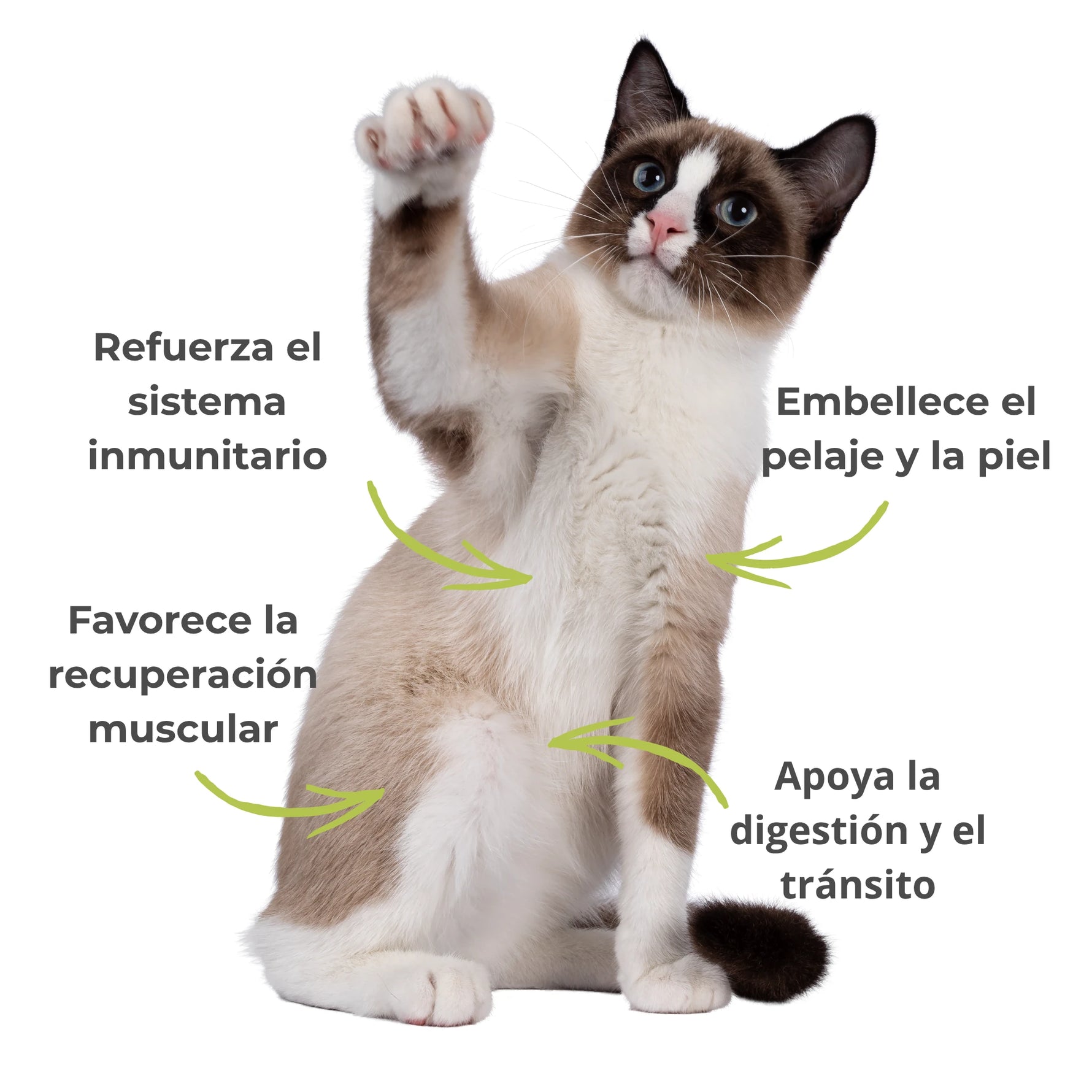 Efectos visibles del suplemento Espirulina – Inmunidad, pelaje sano, digestión y energía