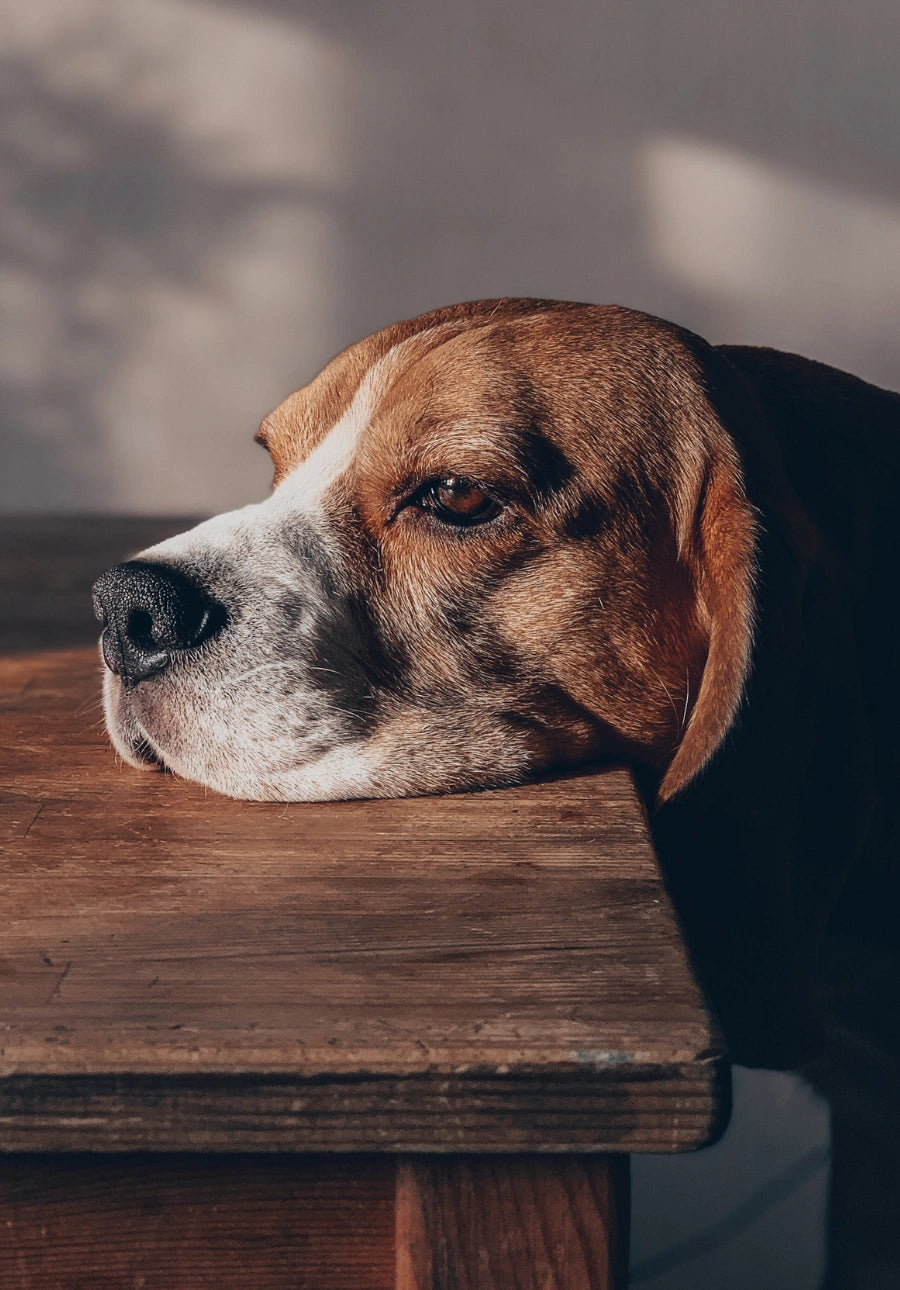 Suplemento natural perro y gato coleccion Vitalidad Energia Anton Loyal 