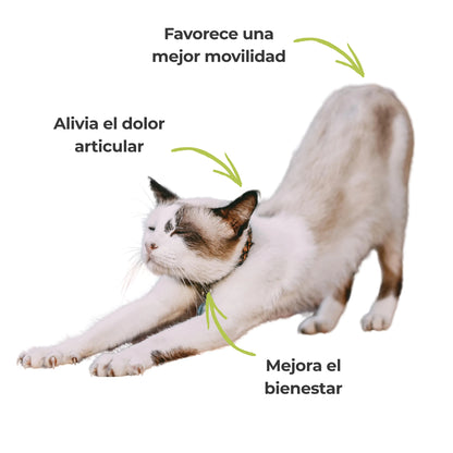 Efectos visibles del suplemento Harpagofito – Alivio del dolor, movilidad y bienestar