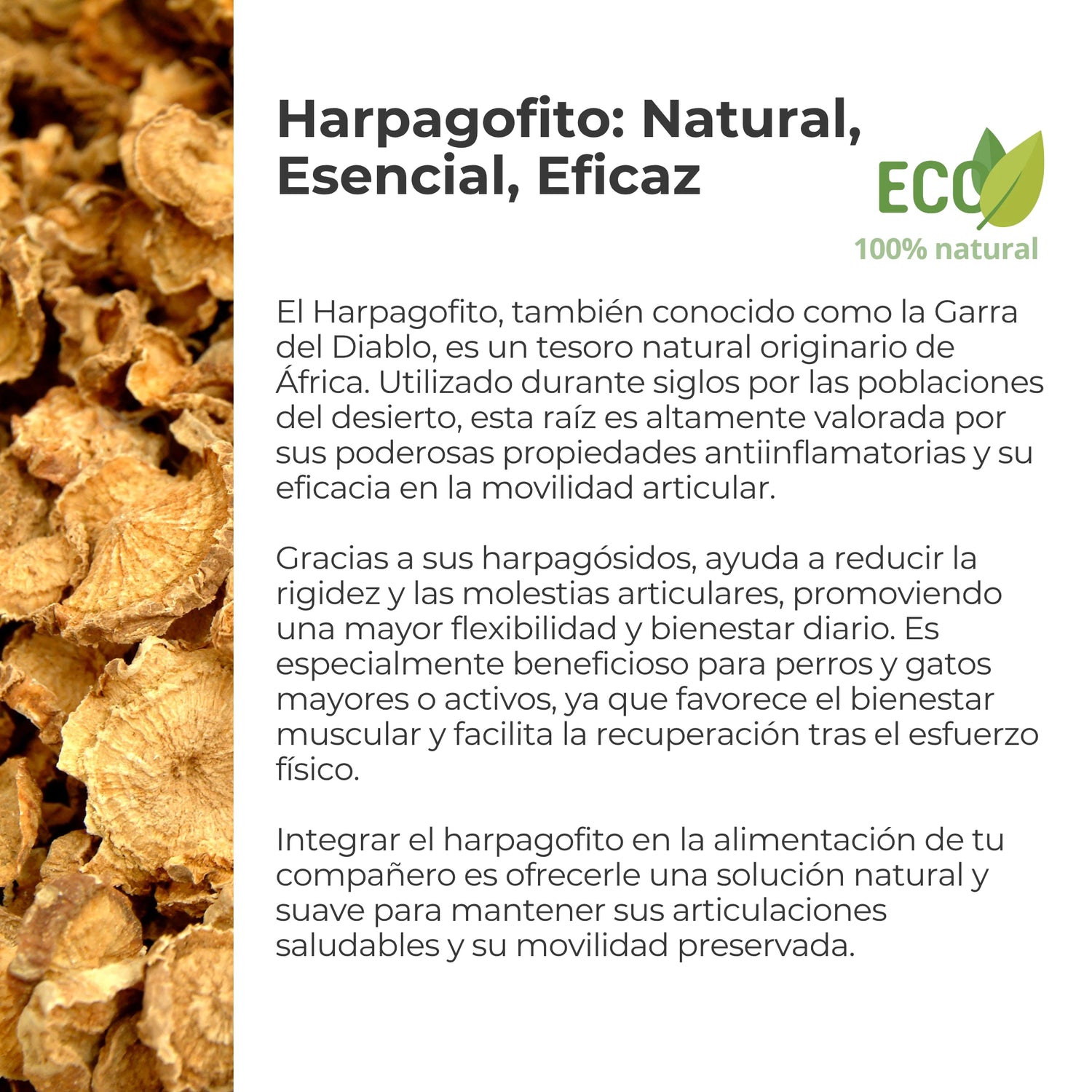 Propiedades del Harpagofito – Planta antiinflamatoria natural para las articulaciones