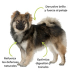 Perro con pelaje brillante que ilustra los efectos visibles de la levadura de cerveza ANTON: mejora del pelaje, digestión y defensas naturales
