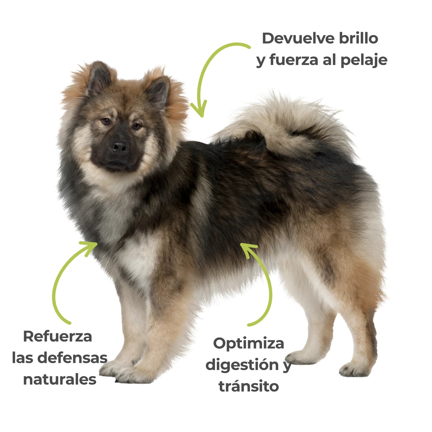 Perro con pelaje brillante que ilustra los efectos visibles de la levadura de cerveza ANTON: mejora del pelaje, digestión y defensas naturales