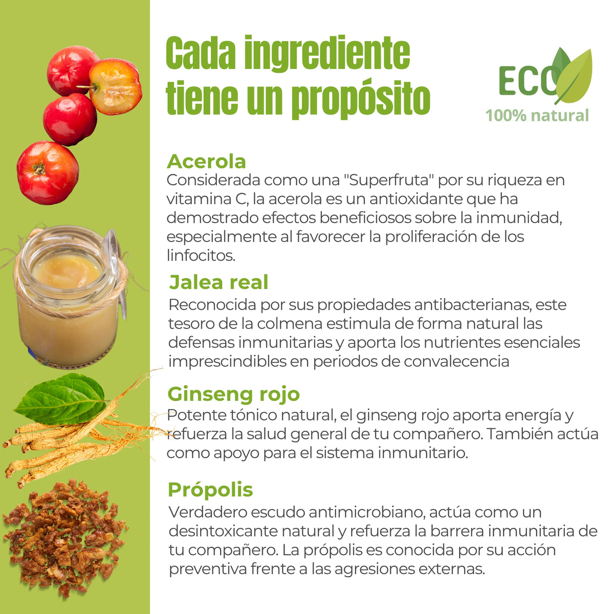 Ingredientes activos del suplemento natural ecológico ANTON Loyal Companions Energía y Vitalidad – Acerola, jalea real, ginseng rojo y própolis