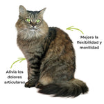 Gato mostrando mejora en movilidad y reducción del dolor articular gracias al suplemento ANTON Loyal Companions.