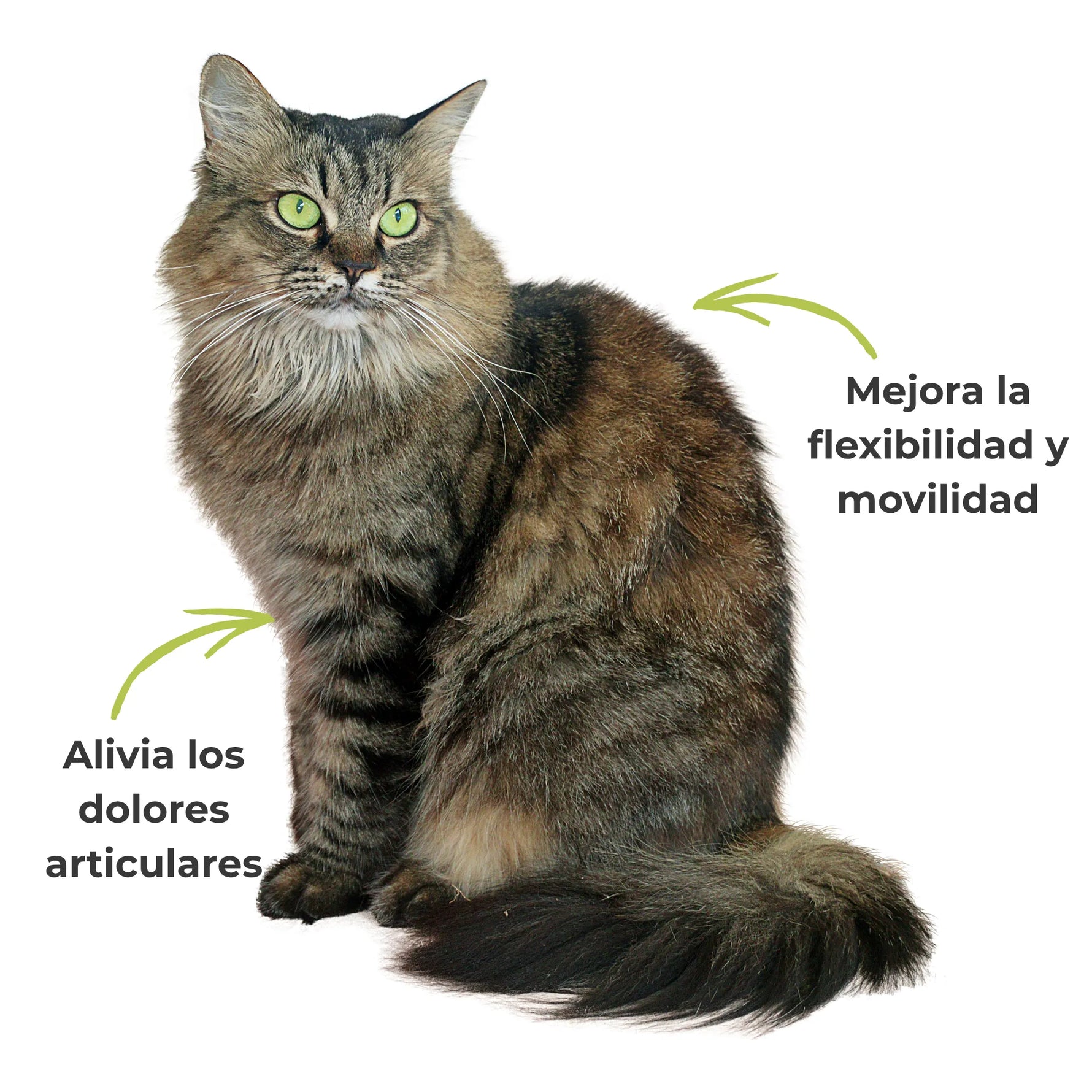 Gato mostrando mejora en movilidad y reducción del dolor articular gracias al suplemento ANTON Loyal Companions.