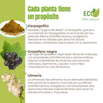 Descripción de ingredientes naturales del suplemento: harpagofito, grosellero negro y ulmaria, con propiedades antiinflamatorias.