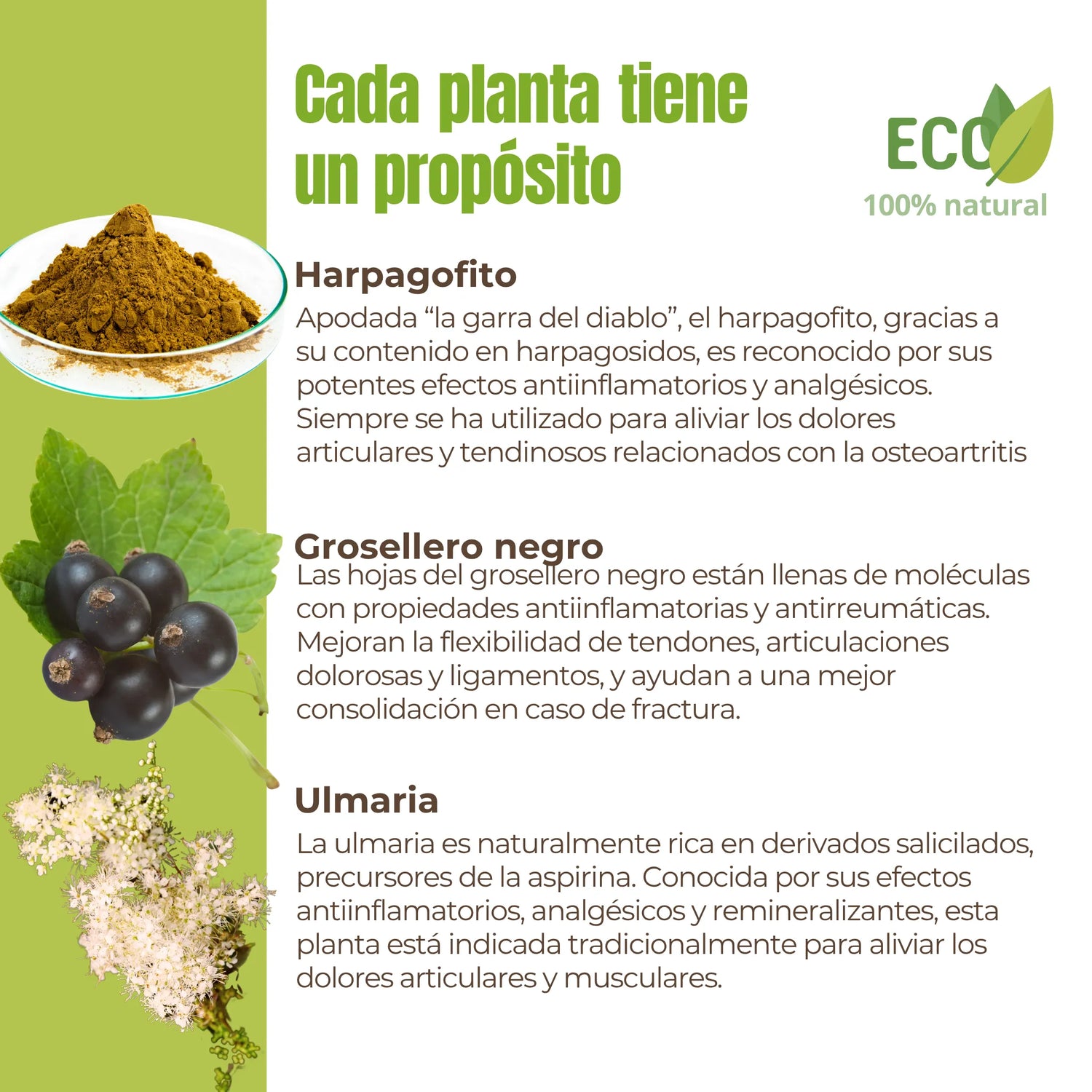 Descripción de ingredientes naturales del suplemento: harpagofito, grosellero negro y ulmaria, con propiedades antiinflamatorias.