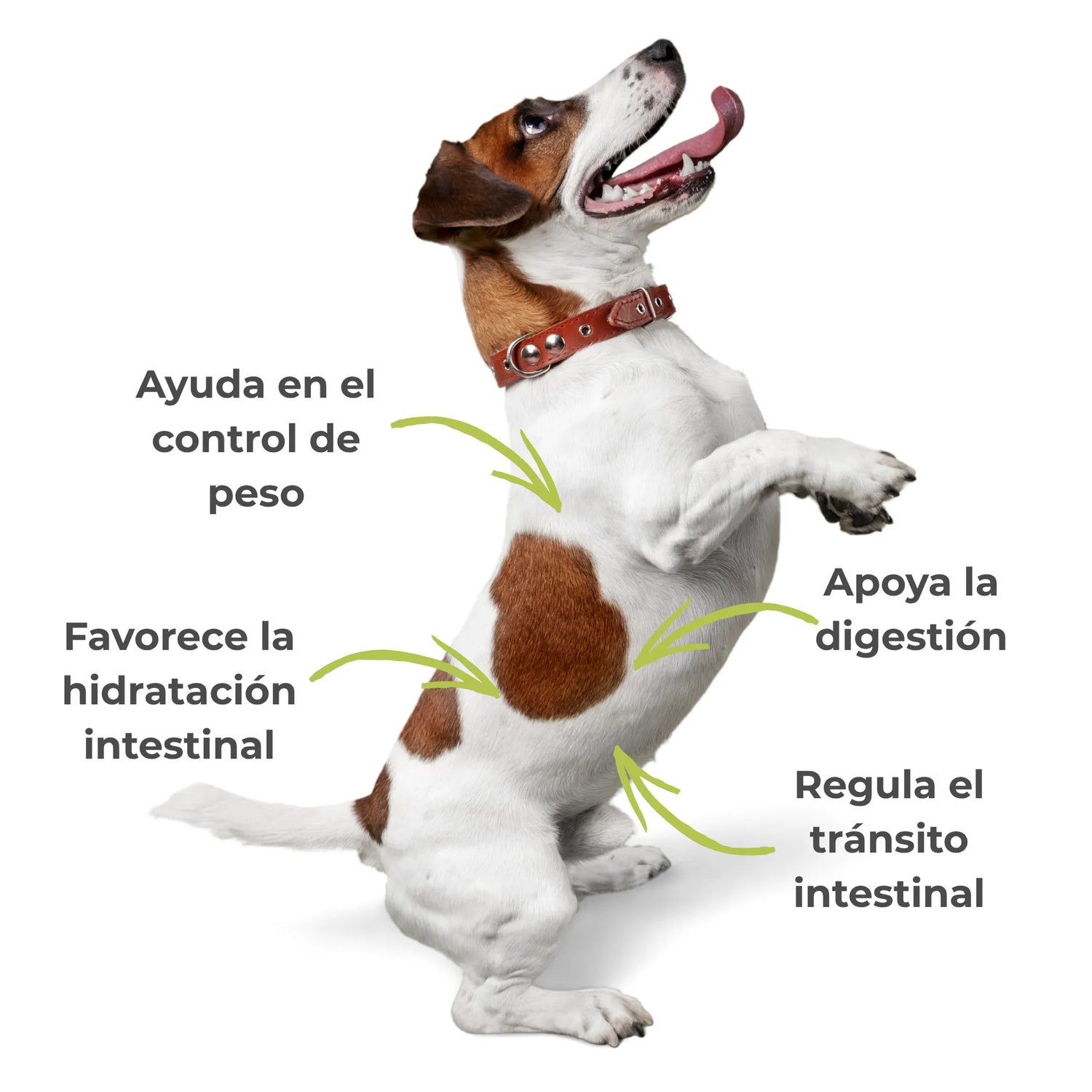 Perro mostrando beneficios digestivos del psyllium: tránsito regular, hidratación intestinal y apoyo digestivo.