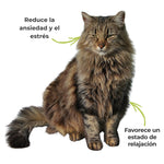 Gato tranquilo y relajado gracias al uso del suplemento ANTON "Fórmula Serenidad".