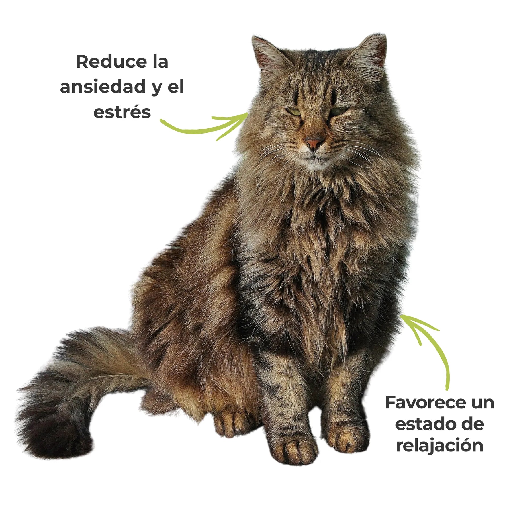 Gato tranquilo y relajado gracias al uso del suplemento ANTON "Fórmula Serenidad".