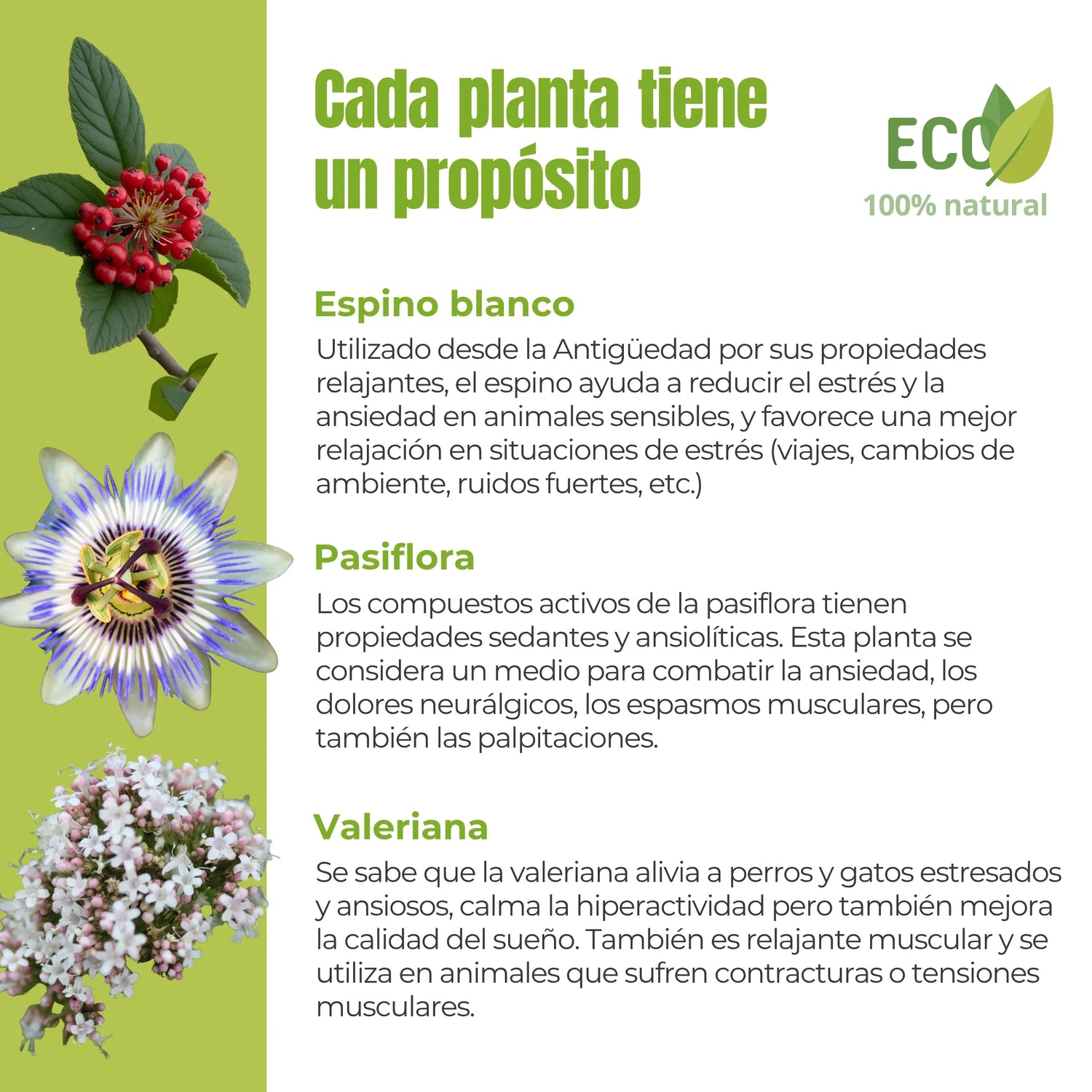 Descripción de ingredientes naturales del suplemento: espino blanco, pasiflora y valeriana, conocidos por sus efectos calmantes.