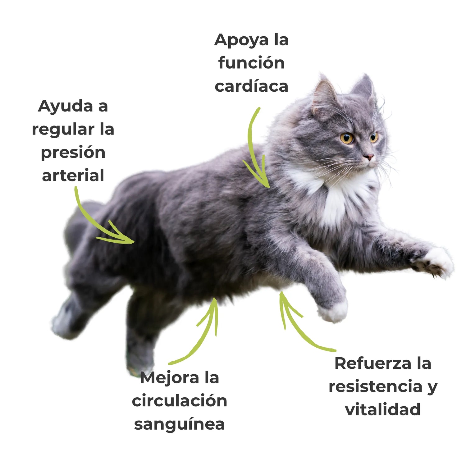 Gato mostrando mayor energía, buena movilidad y salud cardiovascular gracias al suplemento ANTON.
