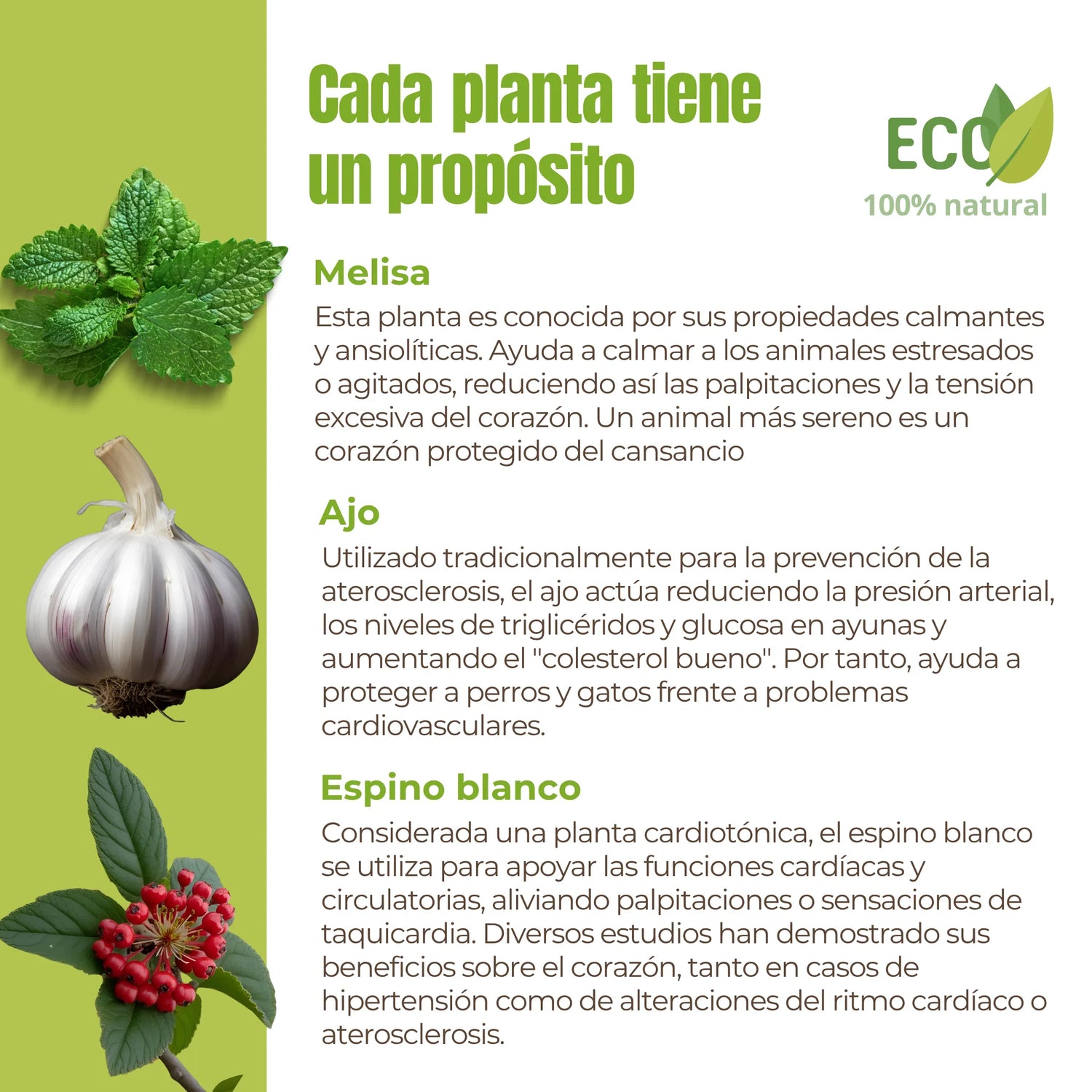 Descripción de ingredientes naturales del suplemento: melisa, ajo y espino blanco, conocidos por su acción cardiotónica.