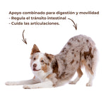 Apoyo combinado para la digestión y la movilidad en perros y gatos Anton Loyal Companions, cuidado completo que regula el tránsito intestinal y cuida las articulaciones.