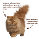 Gato con pelaje largo ilustrando el apoyo a la inmunidad, la vitalidad y la calidad del pelaje y la piel en gatos, cuidado natural Anton Loyal Companions.