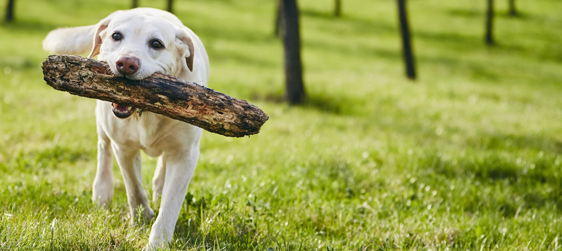 Perro jugando con un palo en el césped durante la primavera – bienestar natural perros y gatos ANTON LC