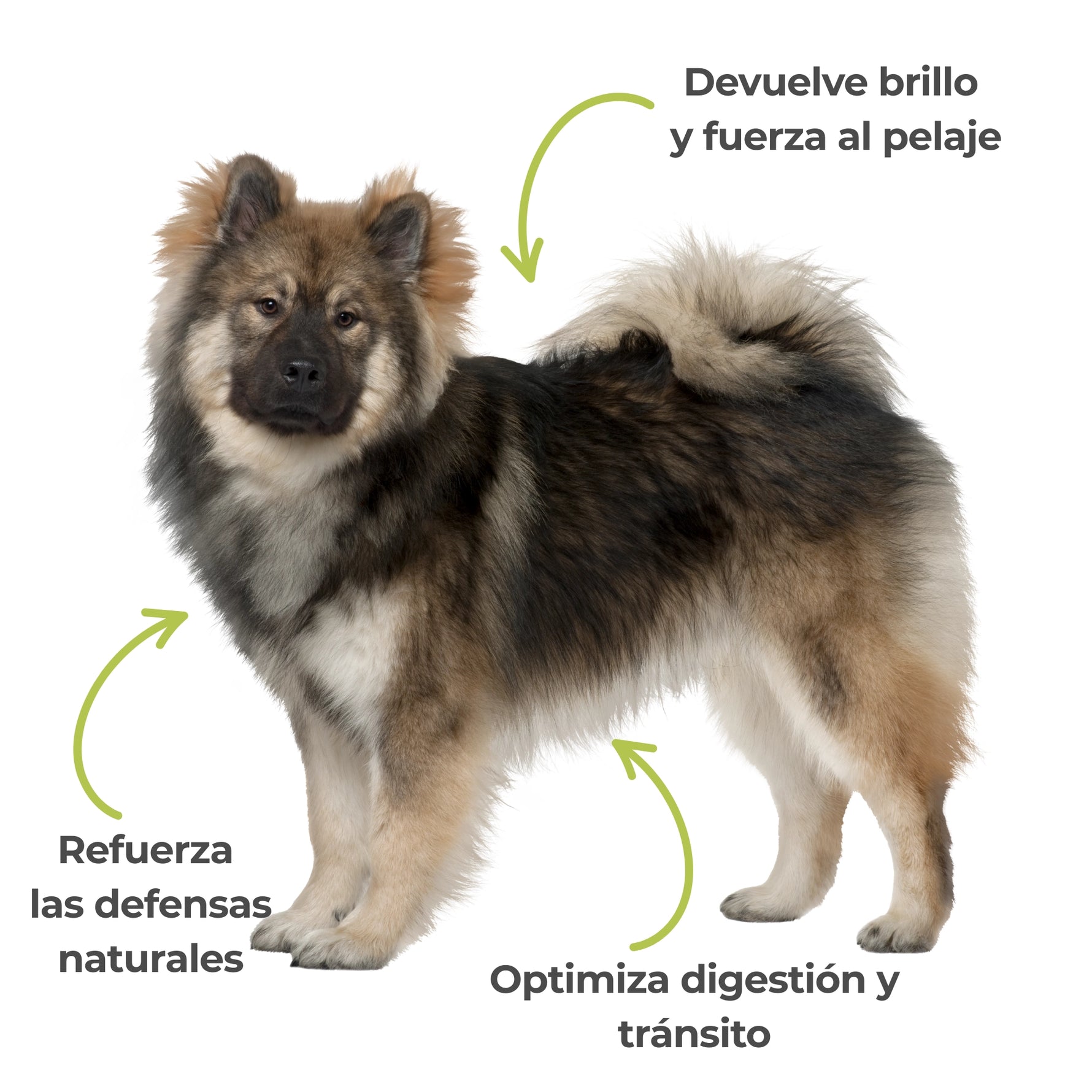 Perro de pelo largo con los beneficios de la levadura de cerveza: ayuda a reforzar las defensas naturales, mejorar el brillo del pelaje y favorecer la digestión y el tránsito.