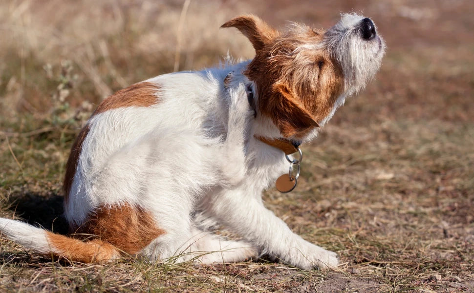 Blog porque mi perro se rasca  perros gatos Anton Loyal Companions