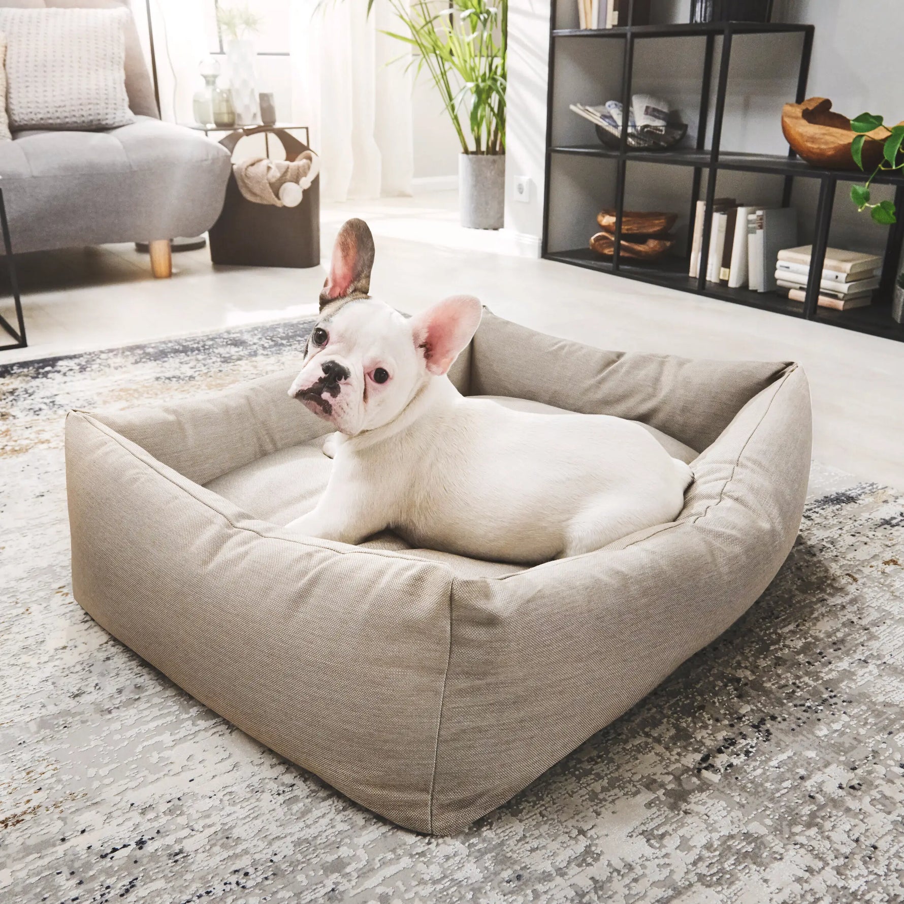 Bulldog francés descansando en una cama ortopédica SMOOTH color beige