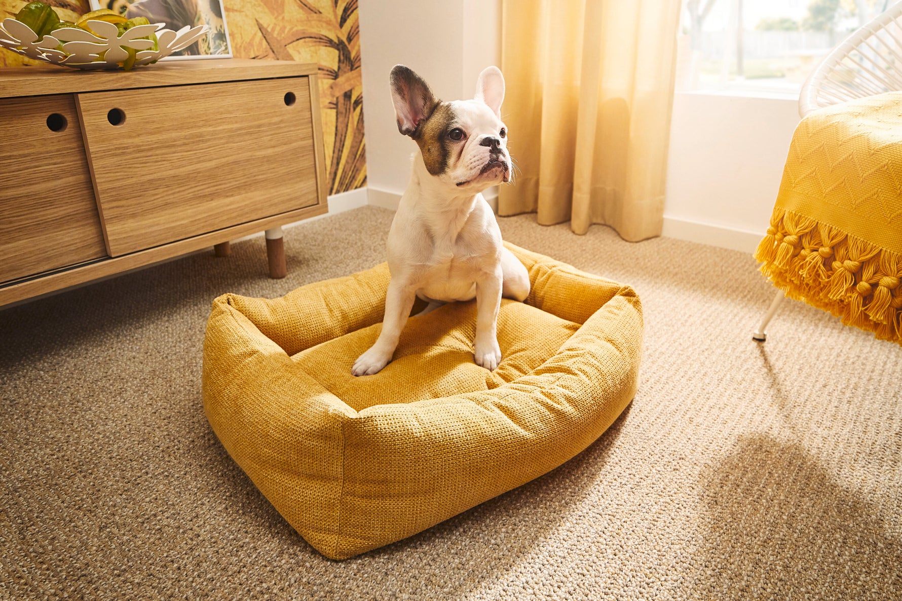 Bulldog francés sentado en una cama TUDOR color dorado