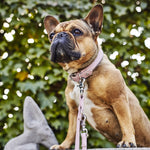 Bulldog francés con collar y correa de cuero rosa AMICI
