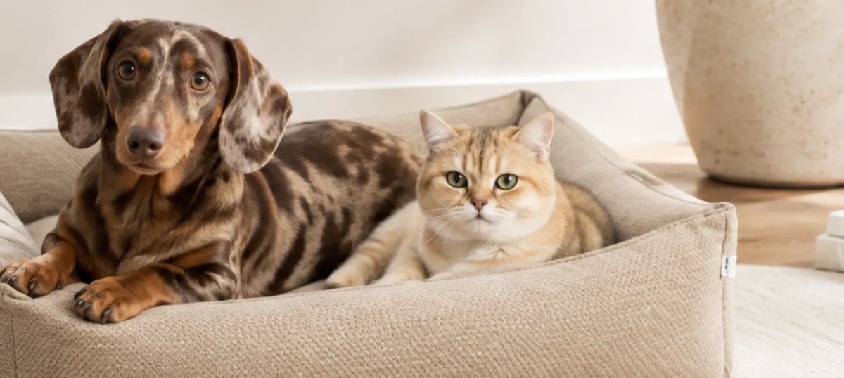 Perro y gato descansando juntos en la cama SMOOTH, accesorio de confort y diseño para perros y gatos.
