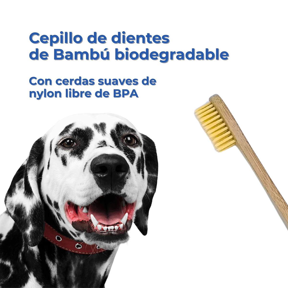 Cepillo de dientes de bambú biodegradable para perros, con cerdas suaves de nailon libres de BPA, presentado junto a un perro dálmata sobre fondo blanco.