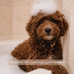 Cachorro de pelo marrón rizado durante el baño, con espuma sobre la cabeza, ilustrando el cuidado suave de las pieles sensibles con el champú hipoalergénico Frenky Lewis.