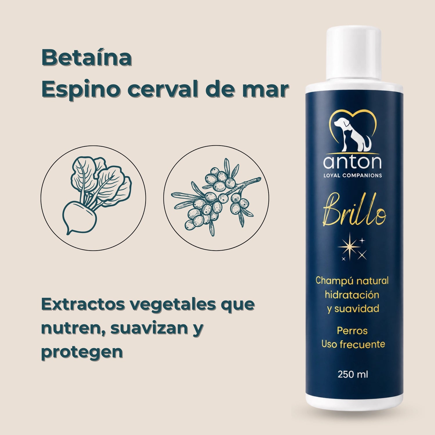 Champú natural Brillo ANTON Loyal Companions para perros con betaína y espino cerval de mar. Extractos vegetales que ayudan a nutrir, suavizar y proteger el pelaje.