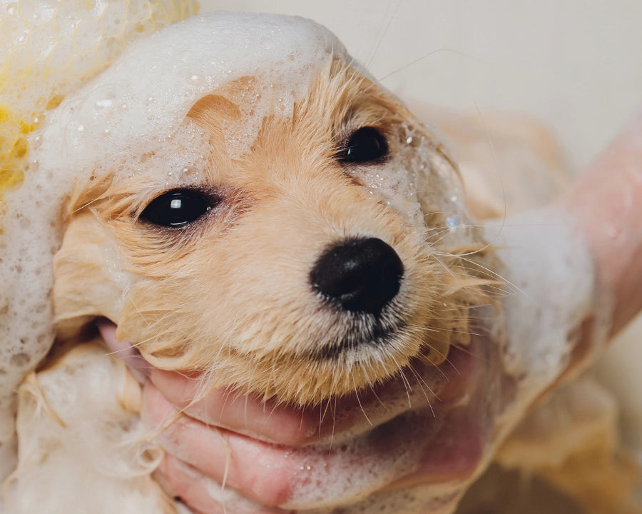 Cachorro siendo lavado con champú natural, con espuma suave durante el baño para el cuidado de la piel y el pelaje