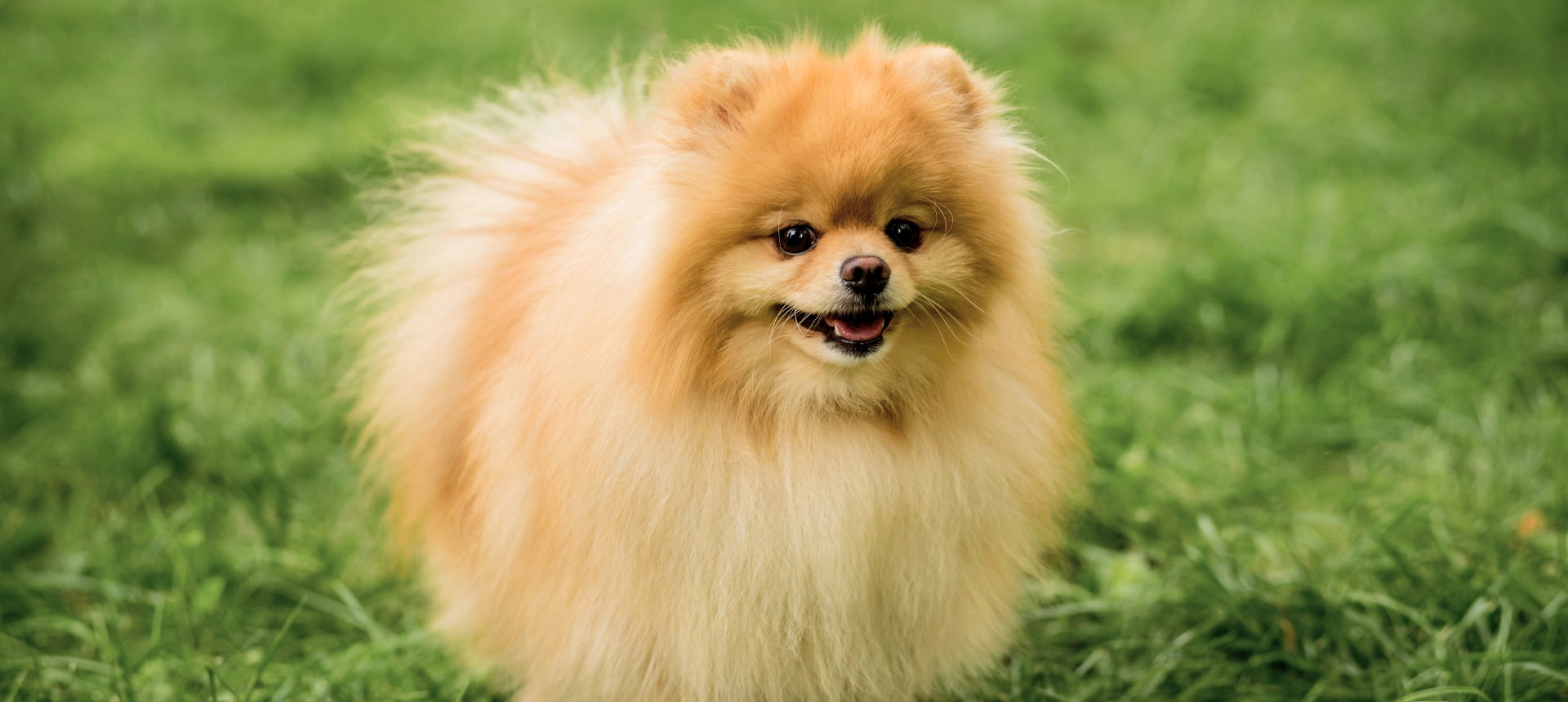 Perro pomerania con pelaje limpio y brillante sobre césped, cuidado con champú natural para perros y gatos