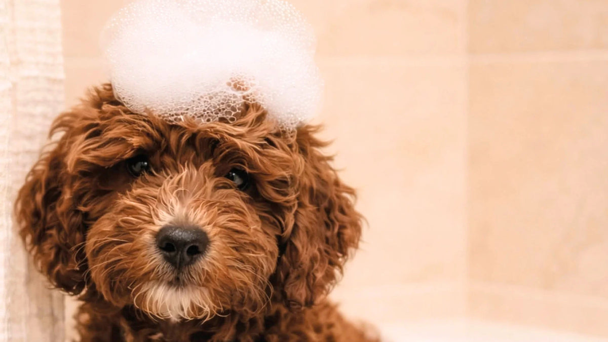 Perro de pelo rizado marrón con espuma de champú sobre la cabeza durante el baño, en un ambiente cálido de tonos beige.