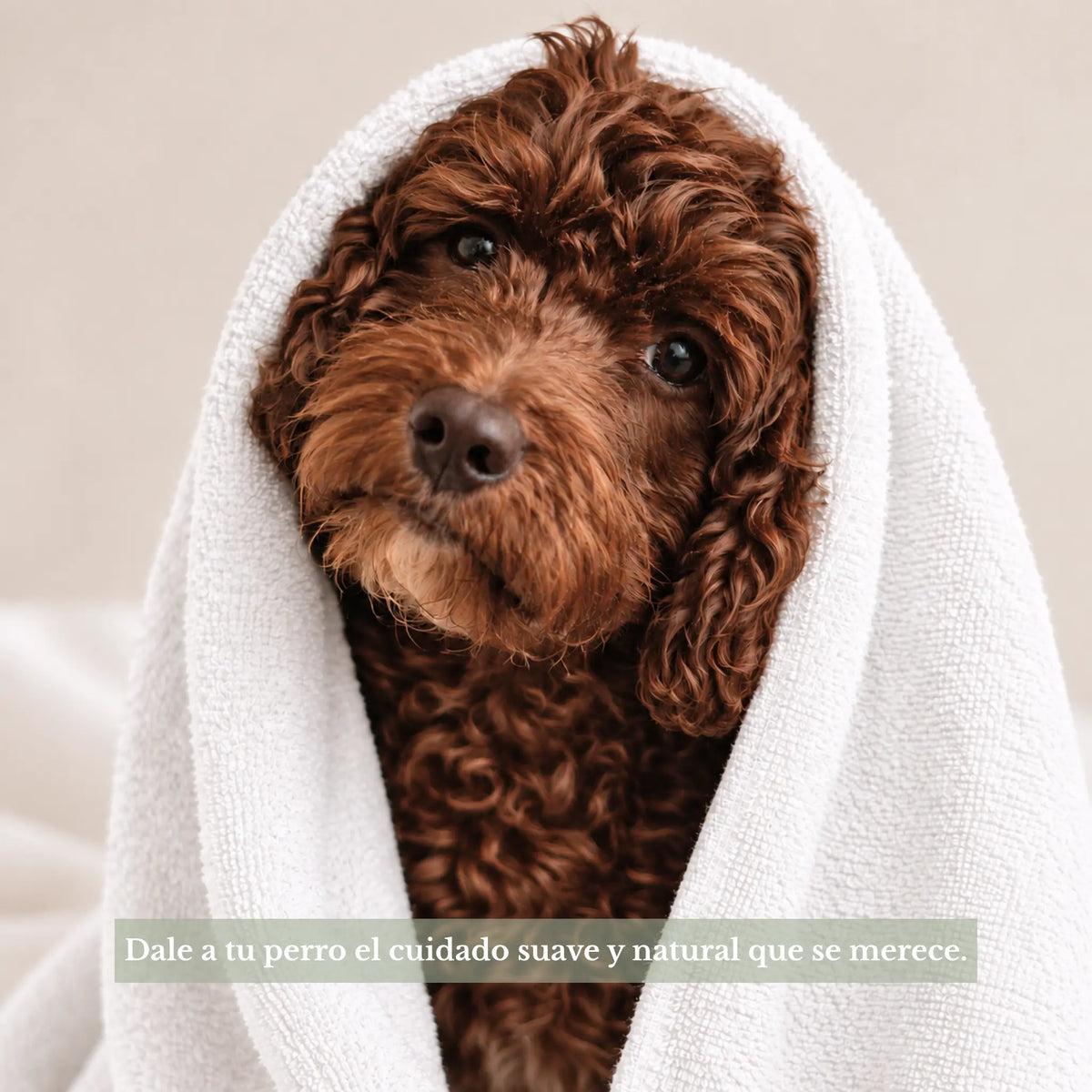 Perro de pelaje marrón rizado envuelto en una toalla blanca después del baño, ilustrando el cuidado suave y natural del champú Frenky Lewis Green Tea & Bergamot.
