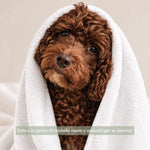 Perro de pelaje marrón rizado envuelto en una toalla blanca después del baño, ilustrando el cuidado suave y natural del champú Frenky Lewis Green Tea & Bergamot.