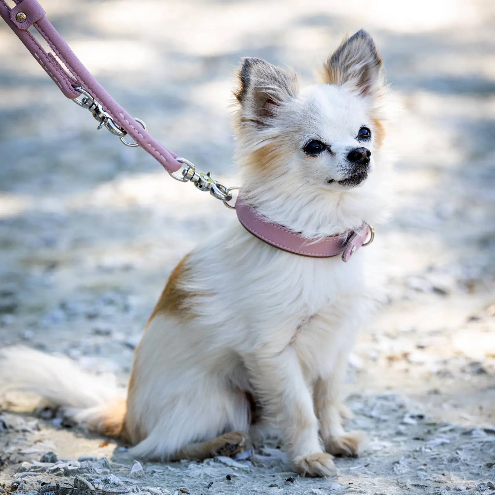 Chihuahua con collar y correa de cuero rosa AMICI