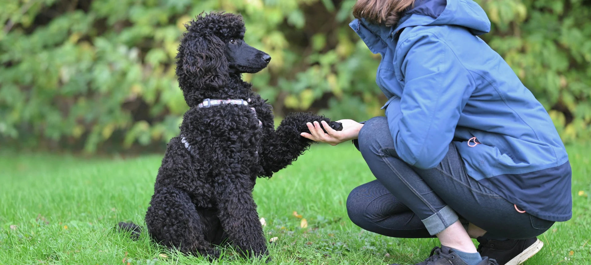 Profesional trabajando con un perro en un entorno natural, reflejando colaboración y bienestar animal