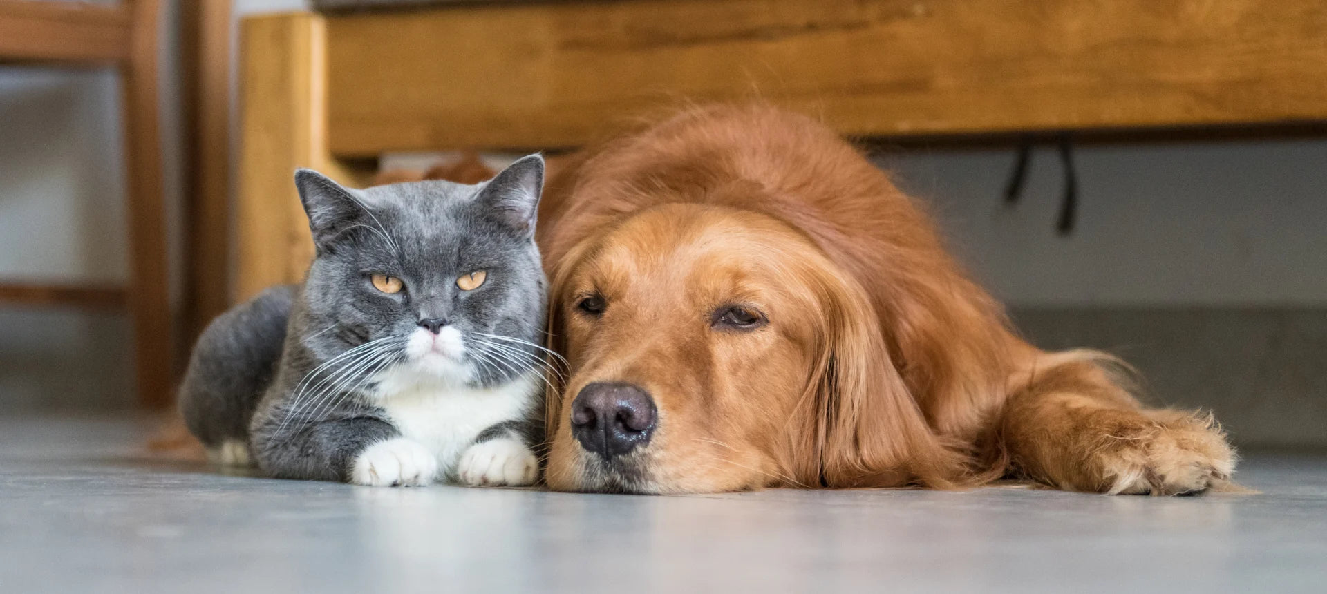 Perro y gato mayores descansando juntos, representando el bienestar natural y el acompañamiento respetuoso en la etapa senior