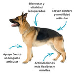 Perro con apoyo articular y movilidad reforzada gracias al suplemento natural Condroprotector ANTON LC para perros y gatos