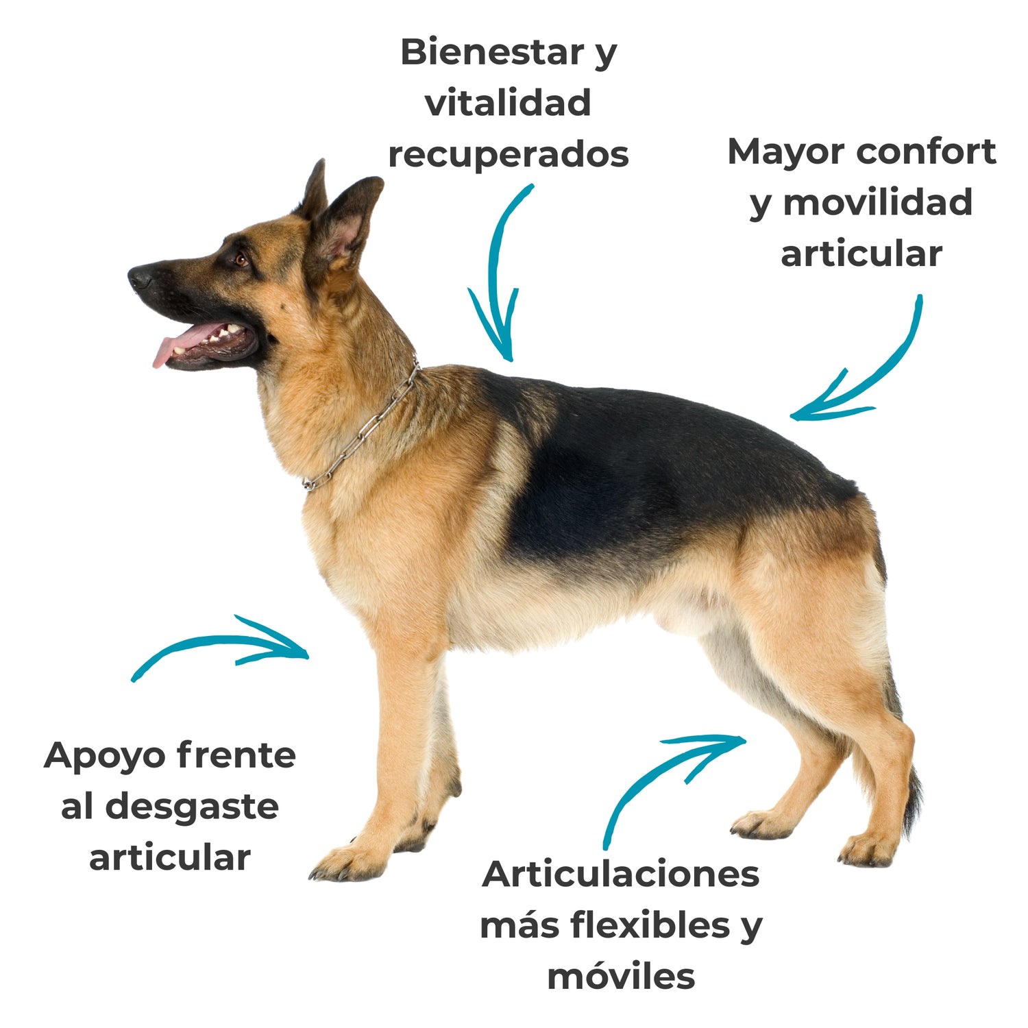 Perro con apoyo articular y movilidad reforzada gracias al suplemento natural Condroprotector ANTON LC para perros y gatos
