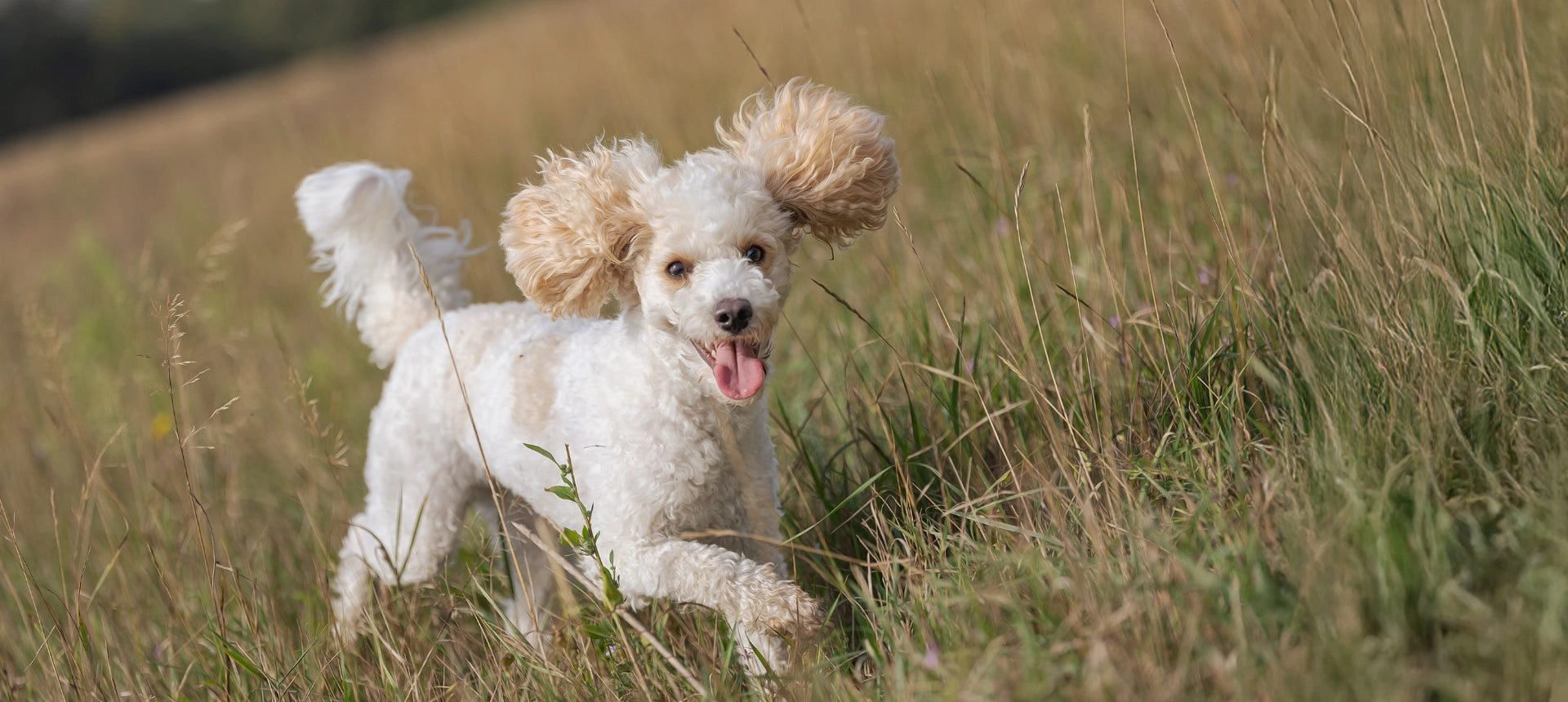 Perro activo en exterior con pelaje limpio, control natural de olores para perros y gatos