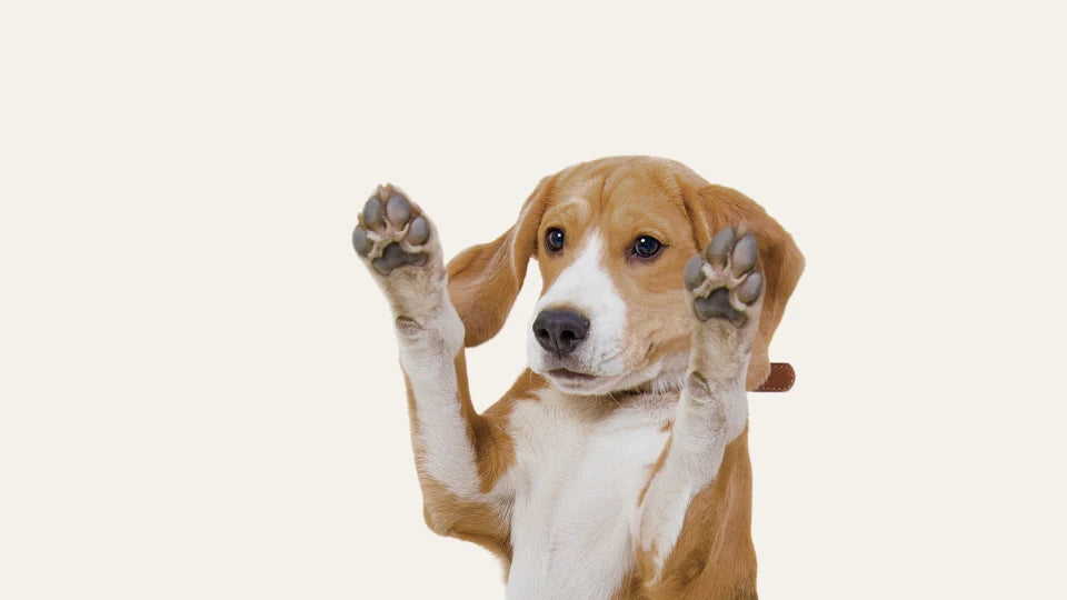 Perro mostrando las almohadillas de las patas, imagen relacionada con el cuidado e higiene natural de las almohadillas