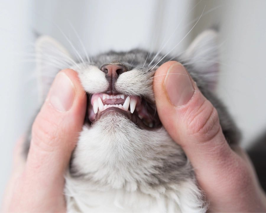Persona mostrando los dientes de un gato para el cuidado dental, higiene bucal y control de la salud oral en perros y gatos