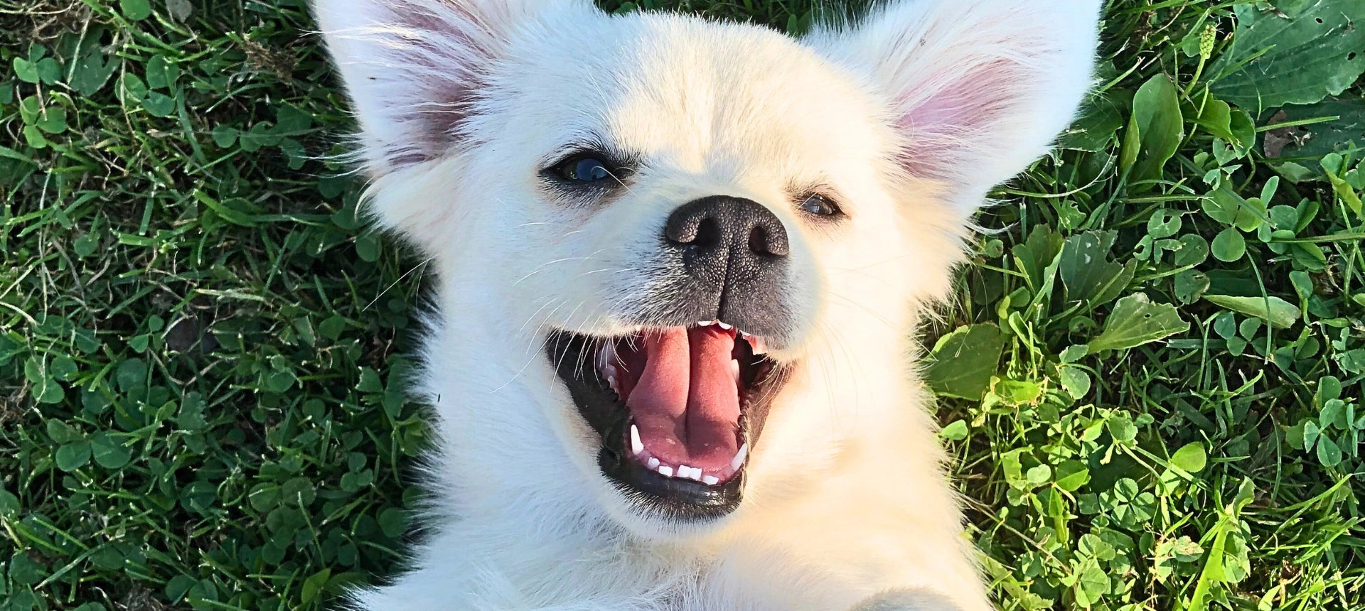 Perro mostrando dientes limpios y sanos, cuidado dental natural para perros y gatos
