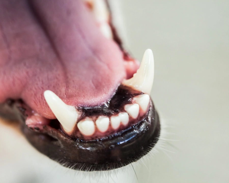 Primer plano de dientes limpios de perro mostrando buena higiene y cuidado dental en perros y gatos