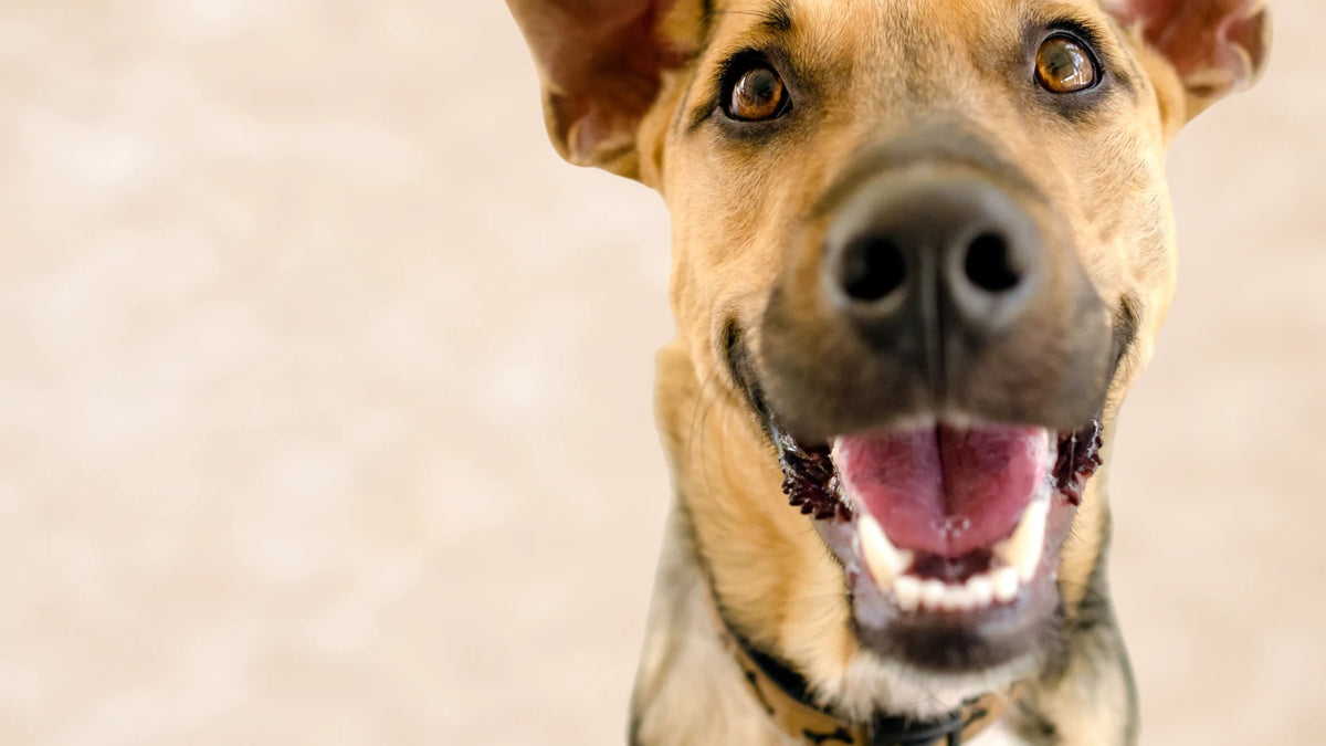 Primer plano de un perro de pelaje canela con la boca abierta, mostrando sus dientes blancos y la lengua, sobre un fondo beige suave.
