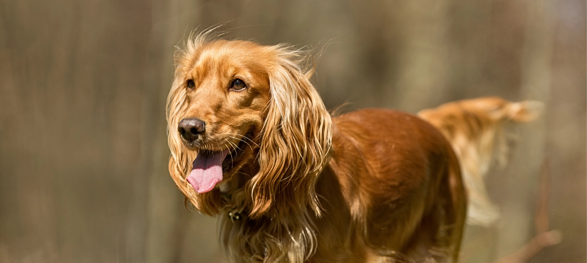 Perro con mirada limpia y expresión saludable, cuidado de ojos y oídos para perros y gatos