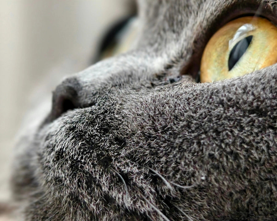 Primer plano de ojo de gato limpio y sano, cuidado ocular natural para perros y gatos
