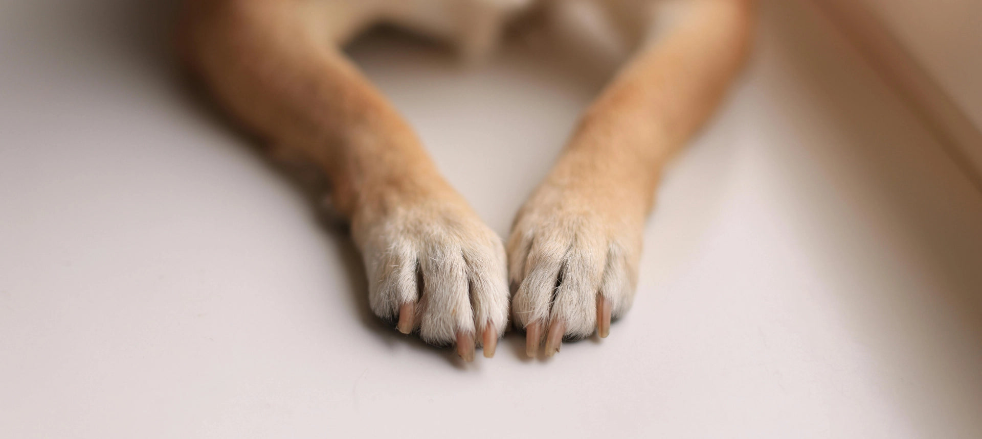 Patas de perro limpias e hidratadas, cuidado natural de patas y trufa para perros y gatos